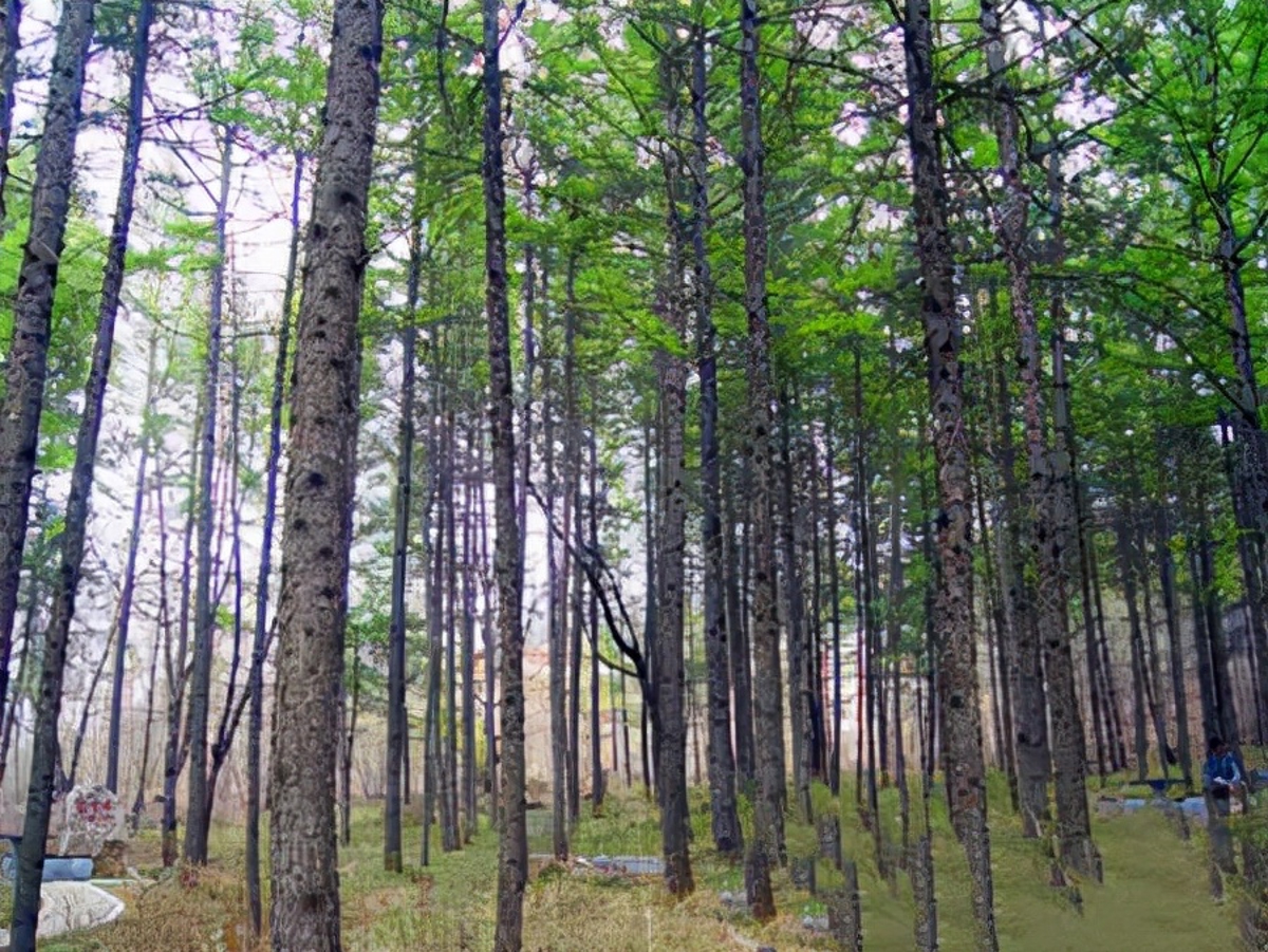 Forest Oxygen Bar scenery