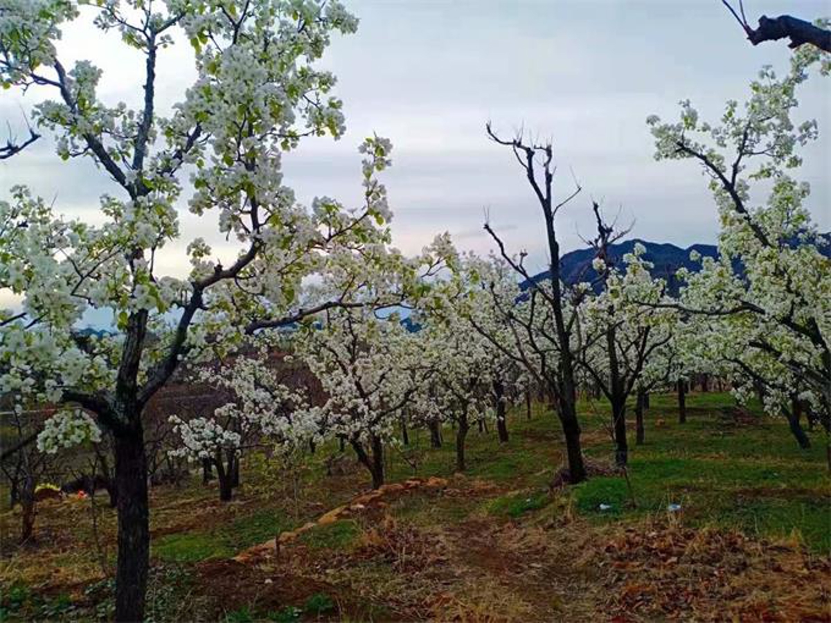 Mountain stream valley