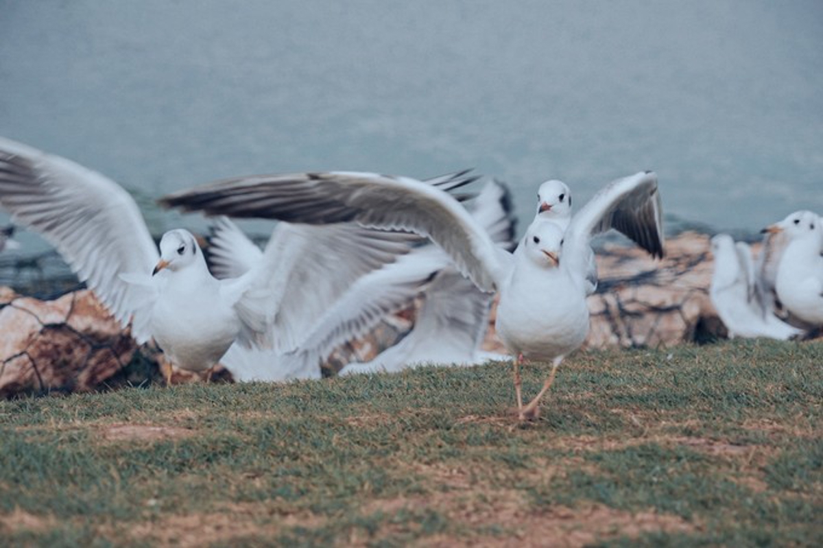 Red-billed gulls