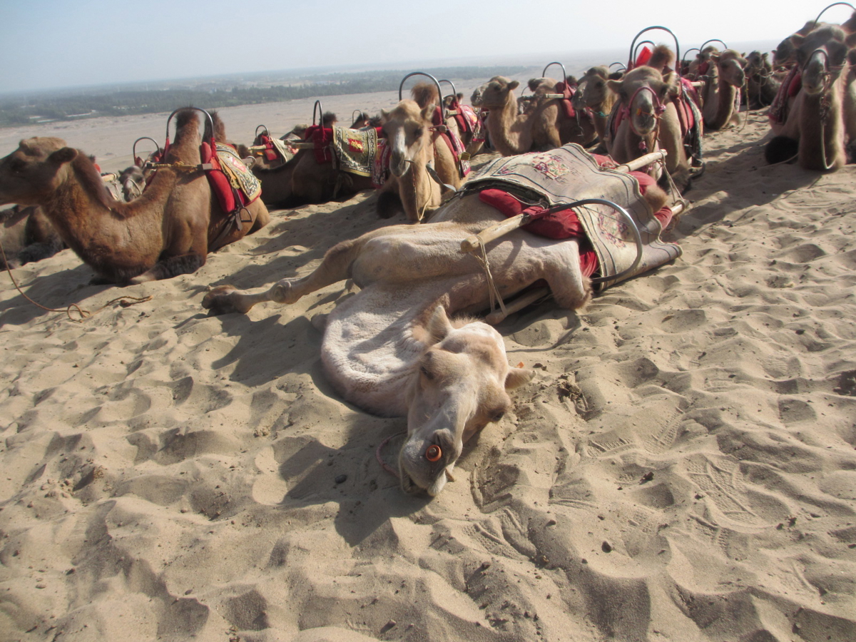 View from the sand dunes above