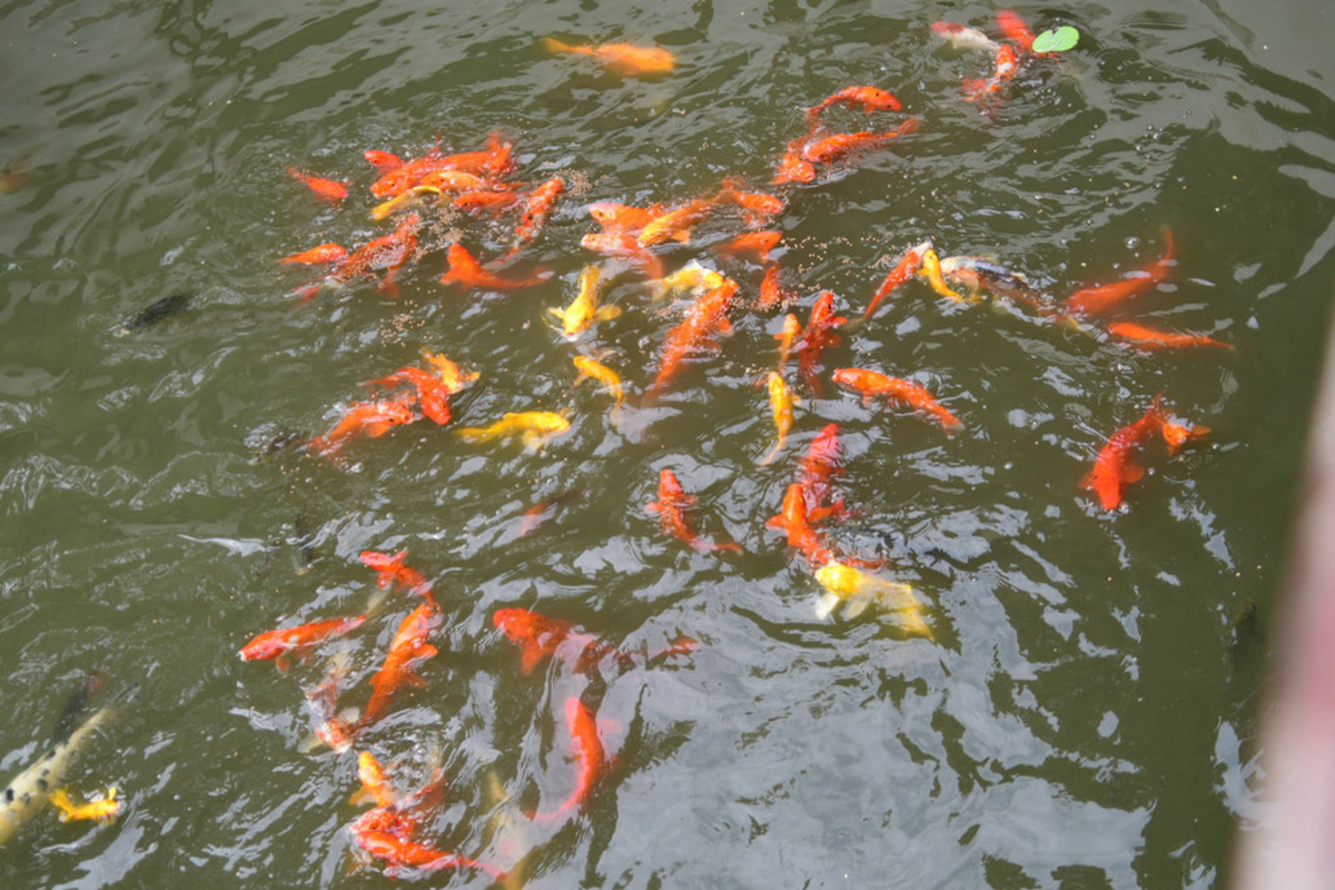Colorful Koi Fish