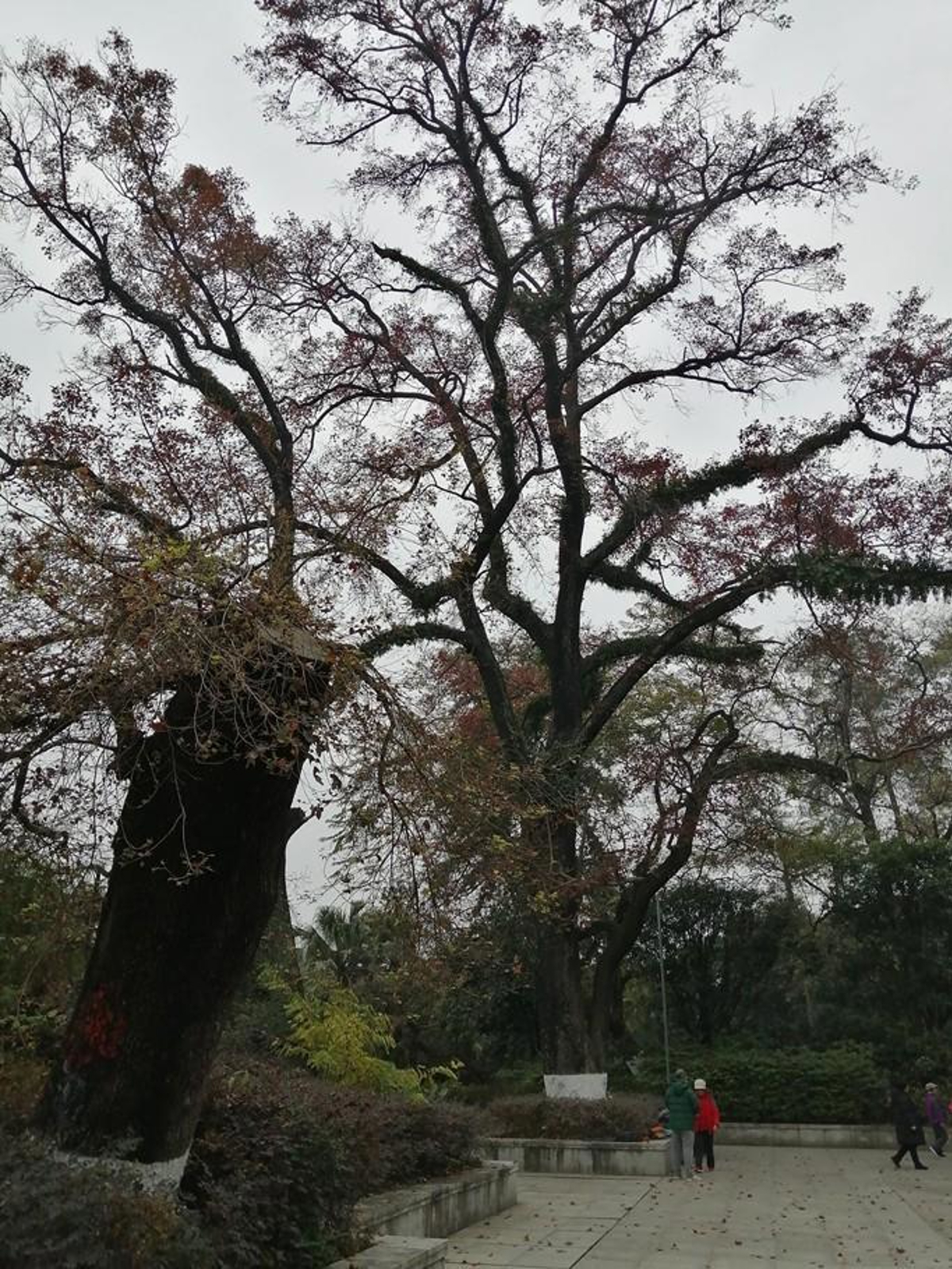 Maple trees around memorial
