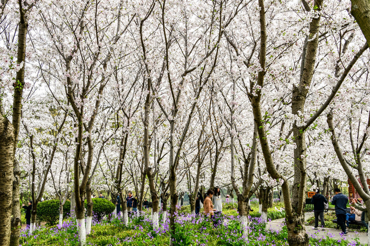 Sunset over the flowers