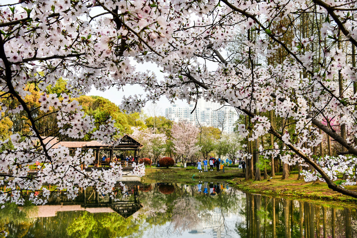 Flowers in golden hour light