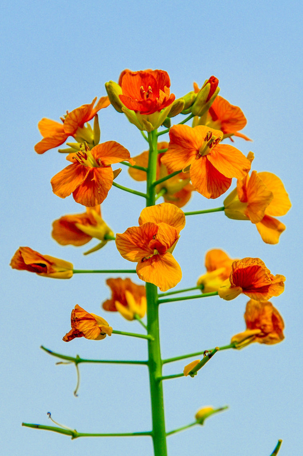 Visitors enjoying the flower field