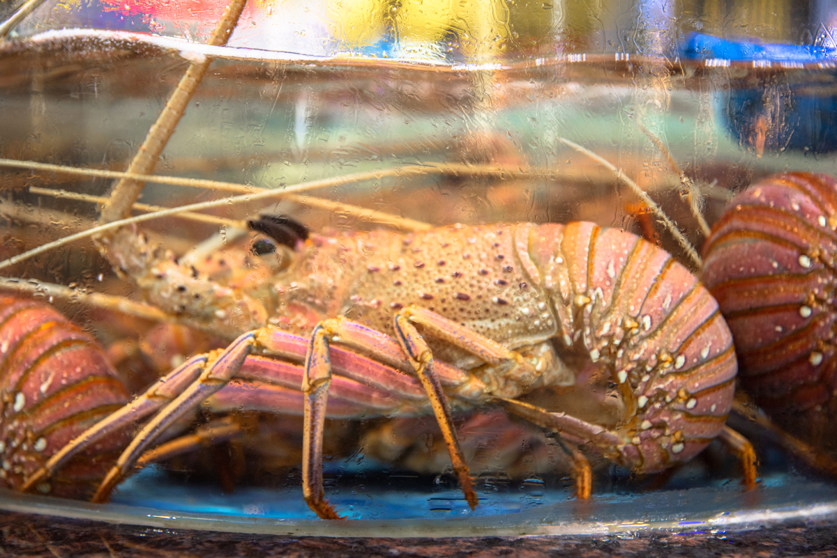 Salt and pepper mantis shrimp