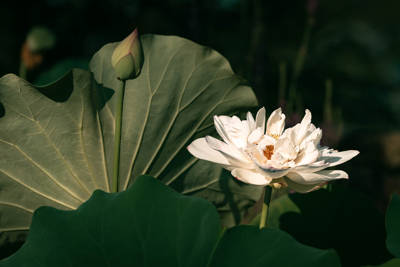 Hangzhou Botanical Garden