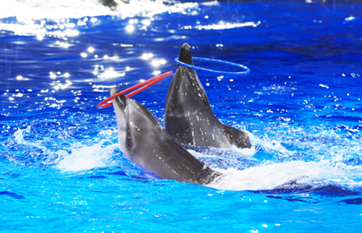 Zhengzhou Haichang Ocean Park