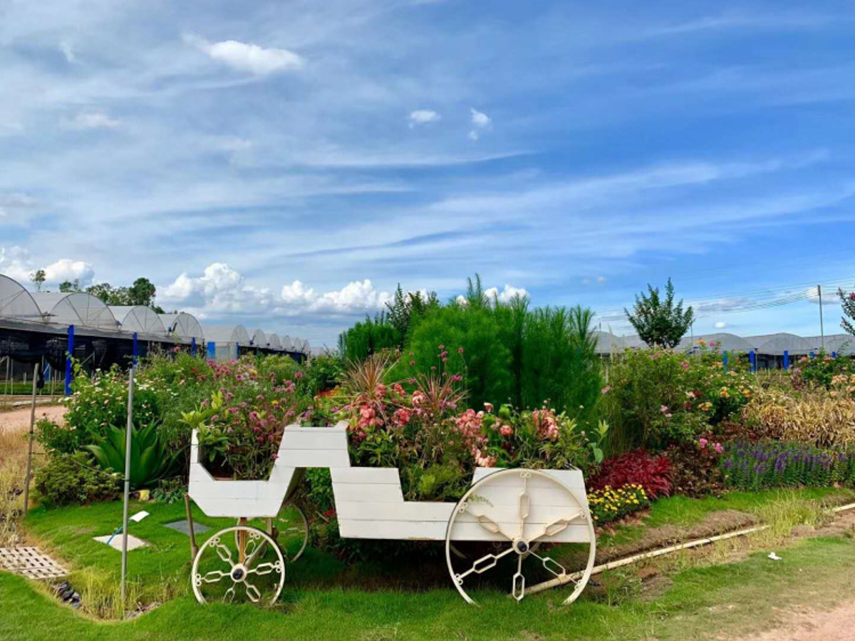 Scenic view of wetlands with wooden walkways and blooming flowers