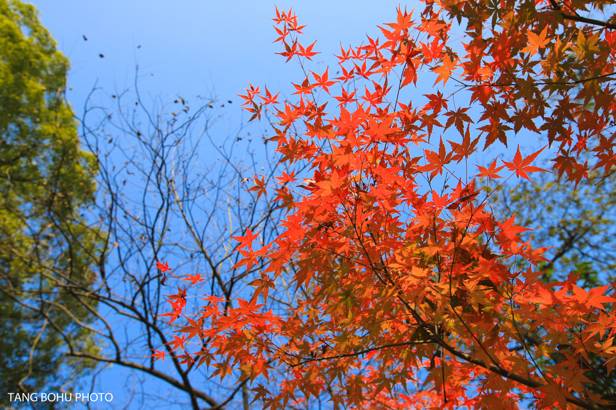 Entrance decorations