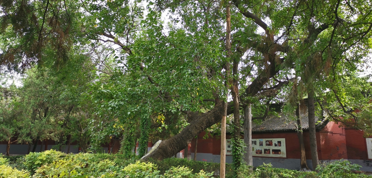 International Buddhist Halls