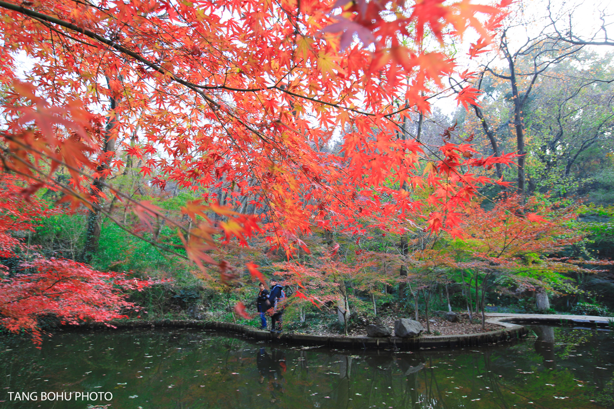 Peach Blossom Lake maples