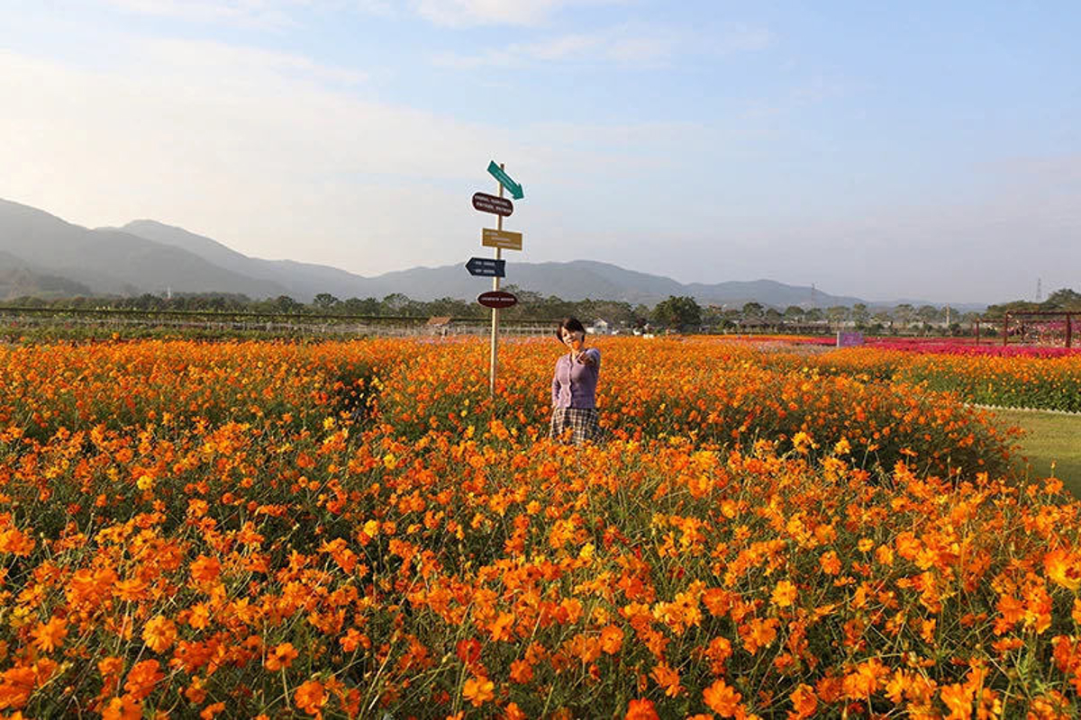 Photographer taking pictures of flowers