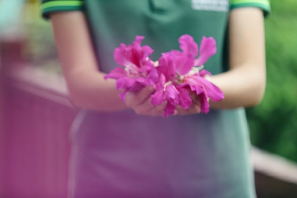 Falling Bauhinia petals