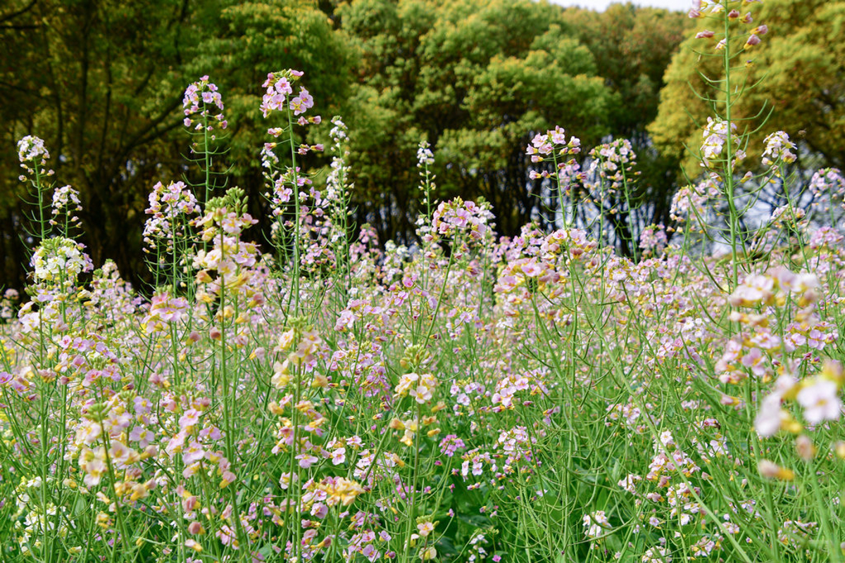 Field of multicolored flowers