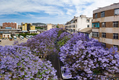 Jacaranda Theme Park