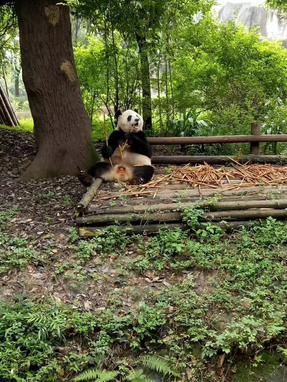 Panda Habitat