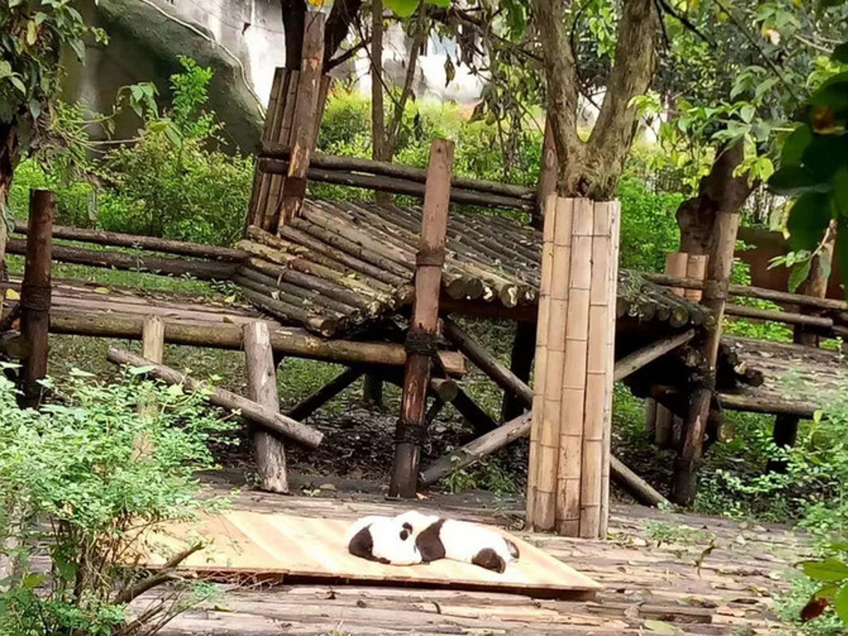Sleeping Panda