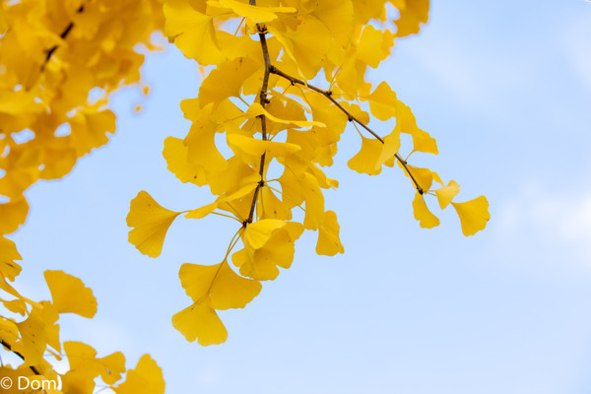 Luhua Valley autumn colors