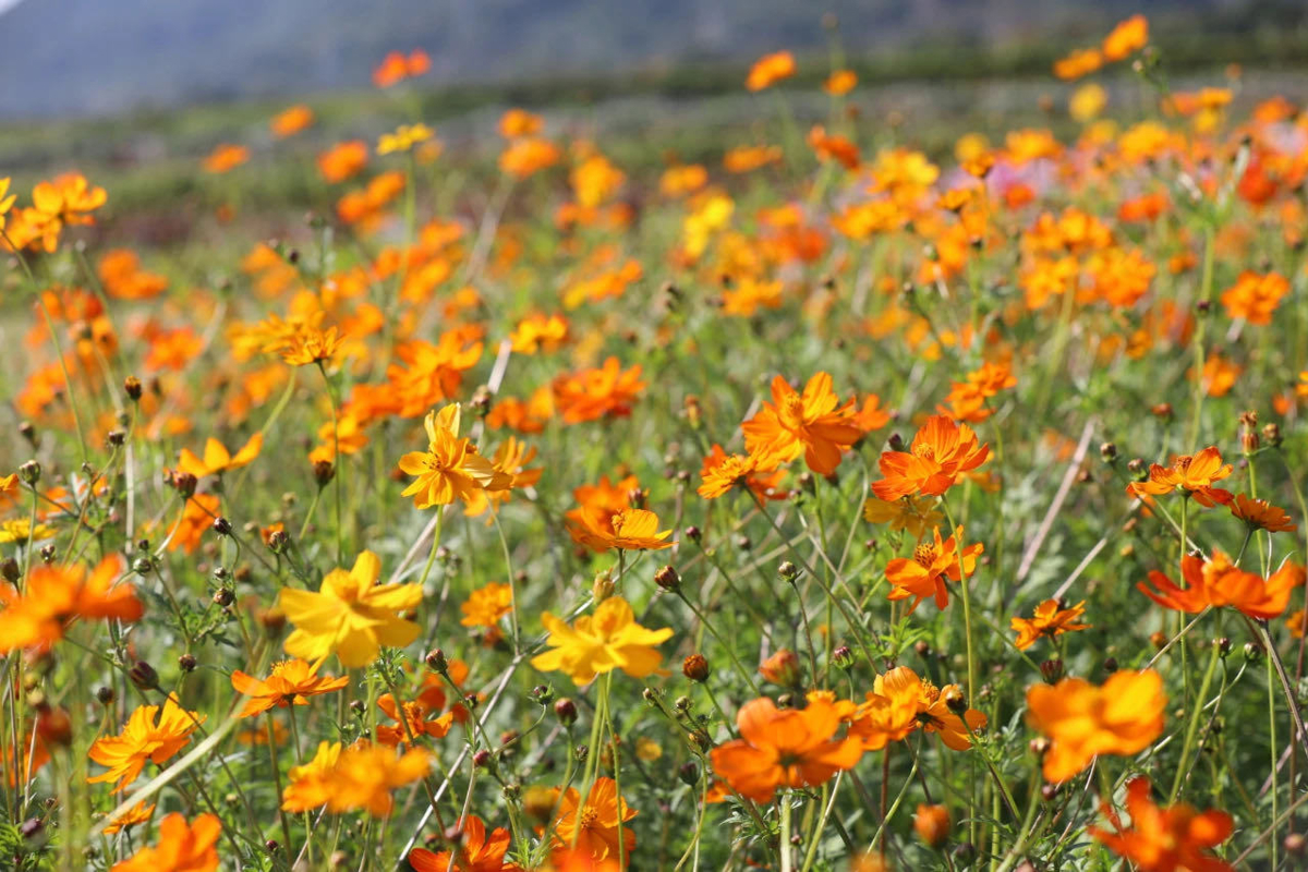 Visitor among the flowers