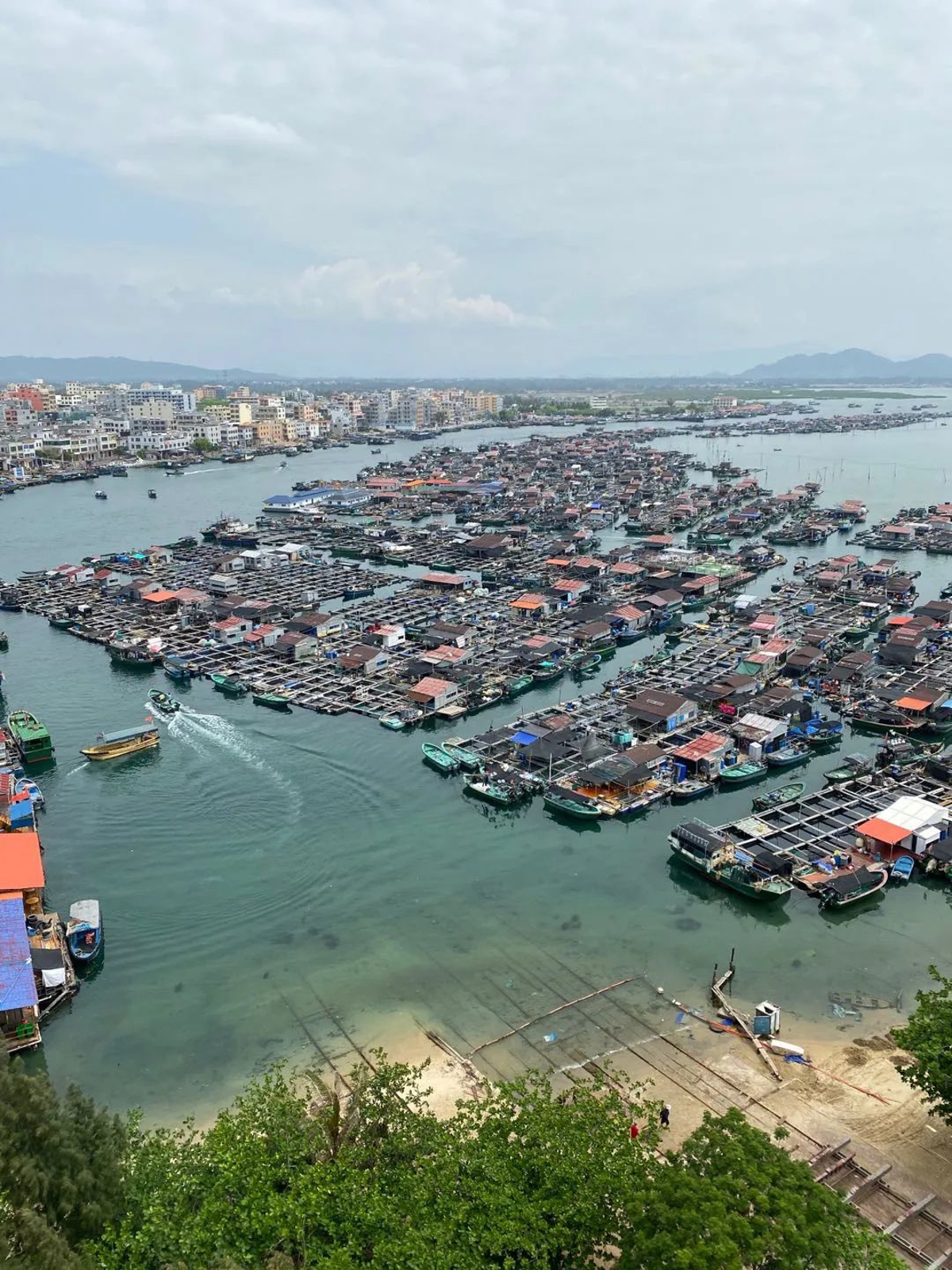 Giant sea turtle in aquarium