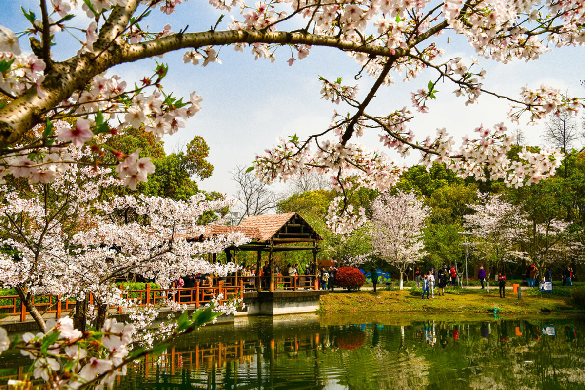 Willow trees and cherry blossoms