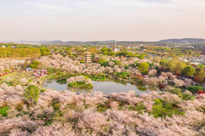 East Lake Cherry Blossom Garden