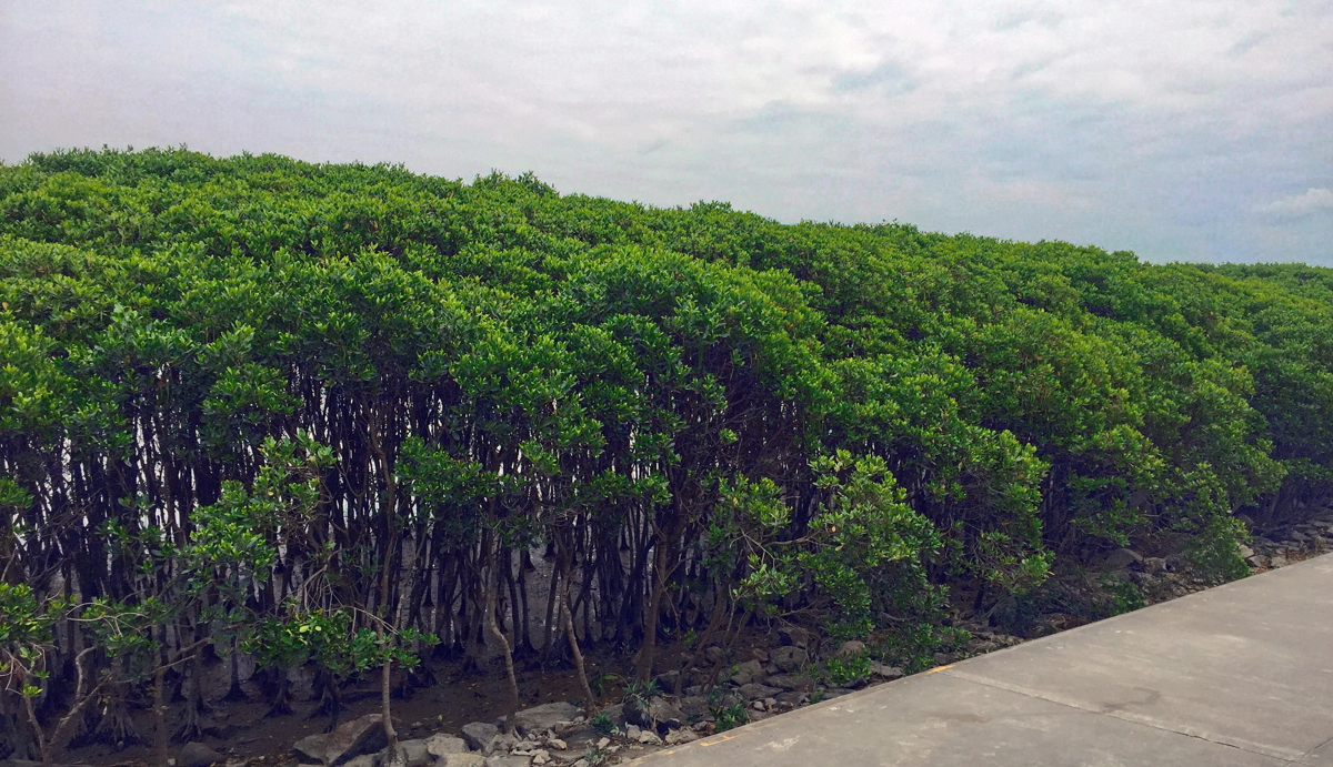 Mangrove forest