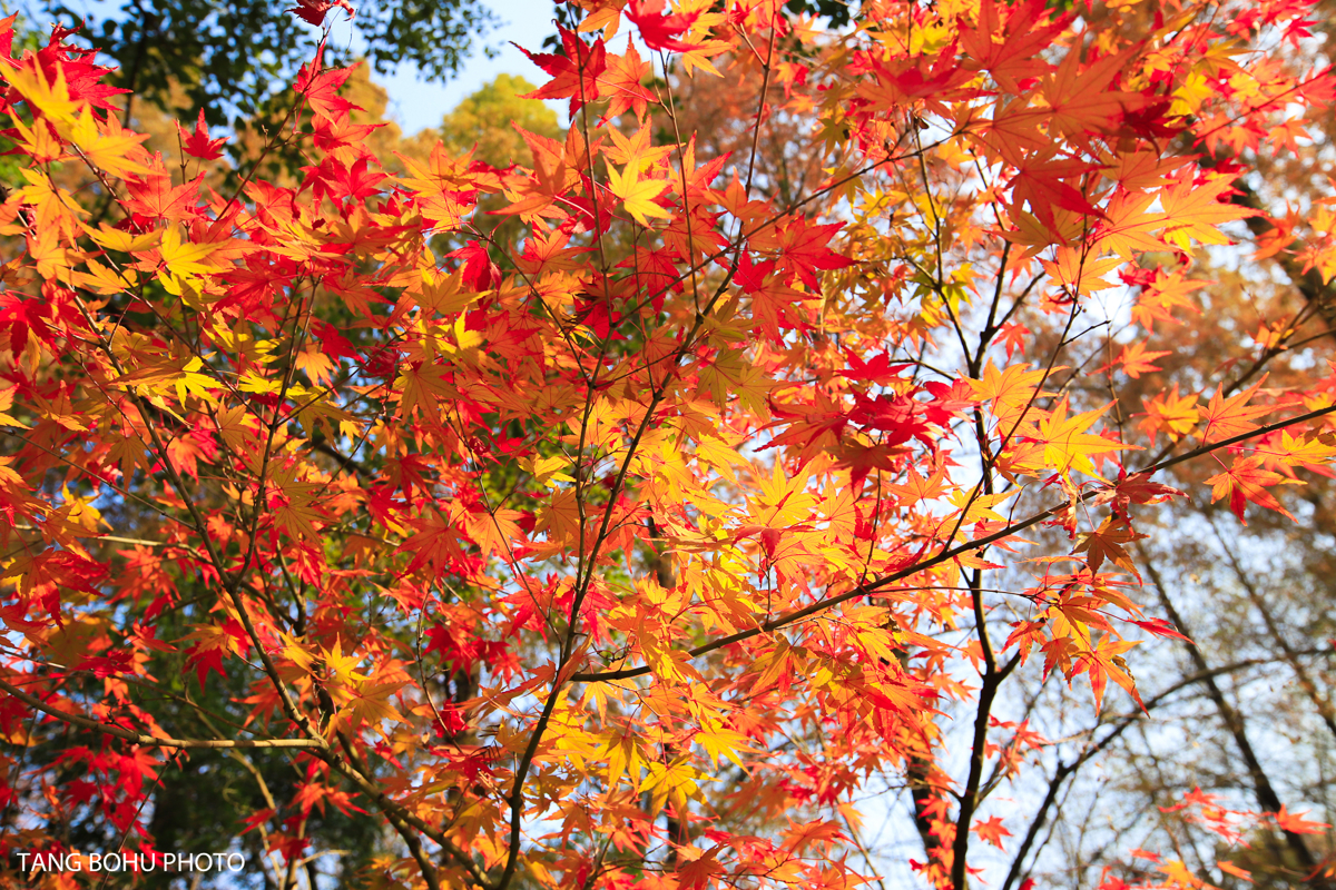 Colorful foliage