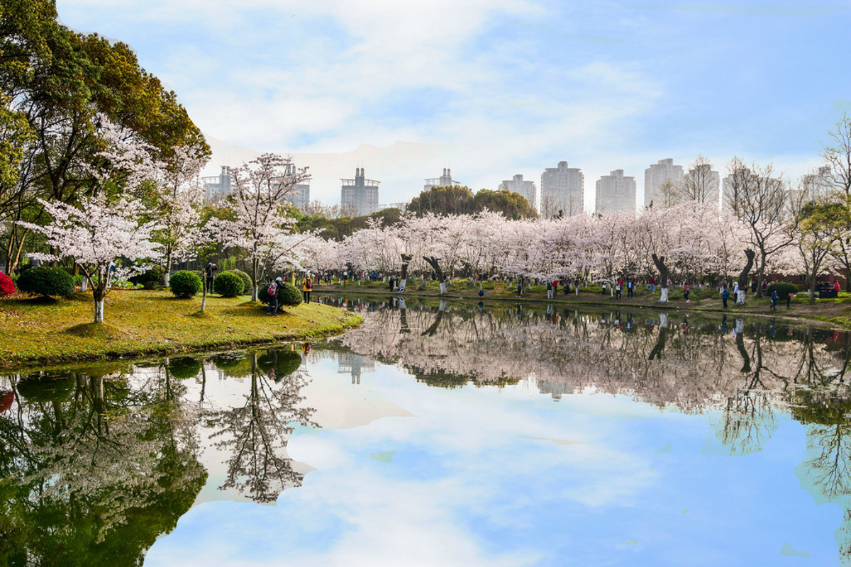Cherry blossoms by the lake