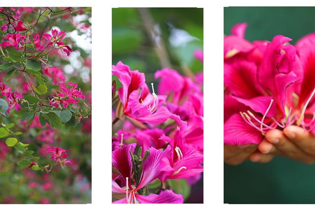 Bauhinia blossoms overhead