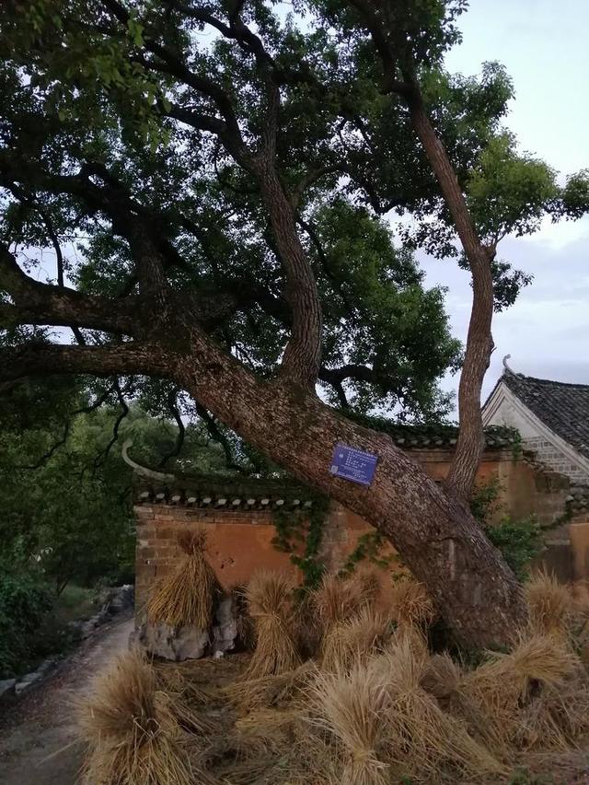 Ancient tree