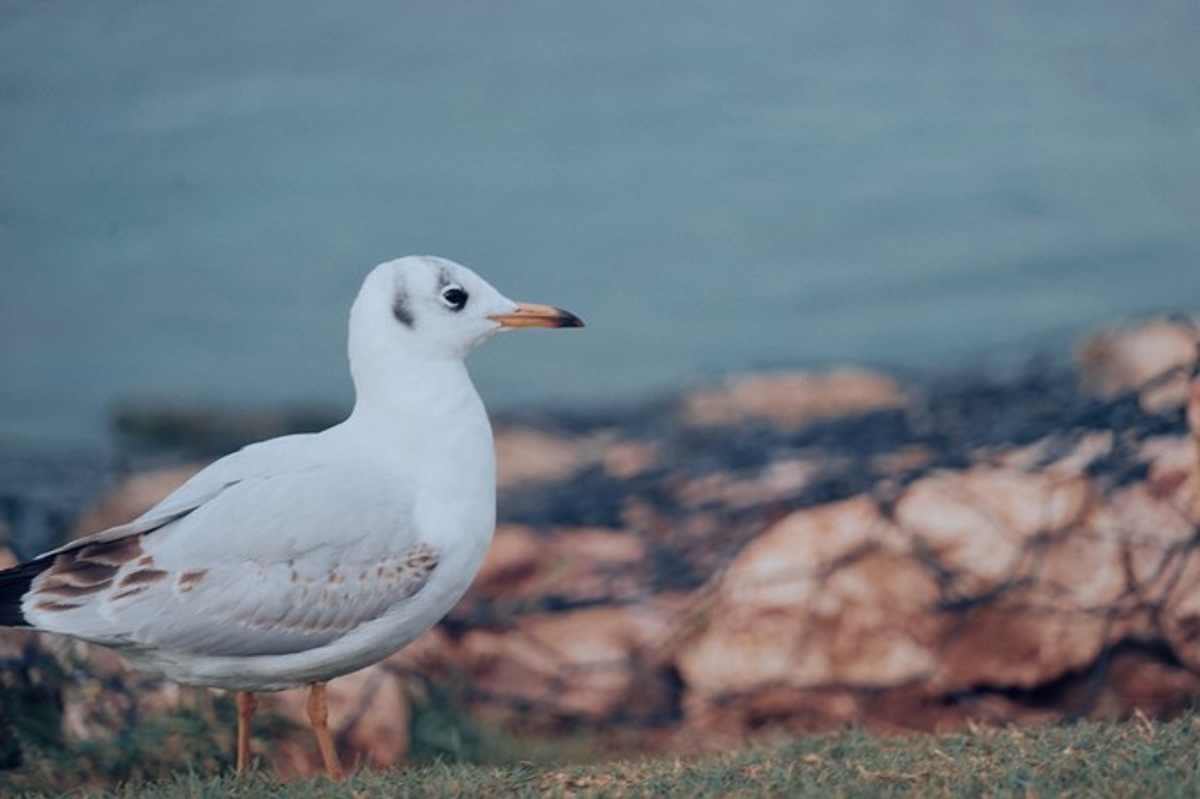 Gulls flying
