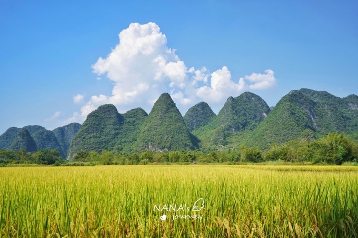 Wheat fields with karst mountains