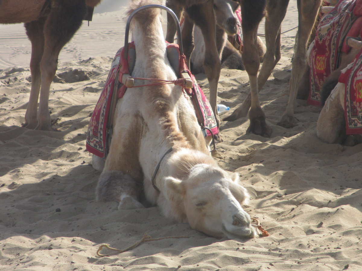A tired but content camel