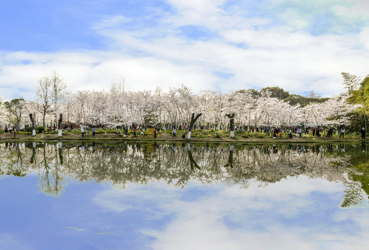 Cherry blossom trees on Sakura Island