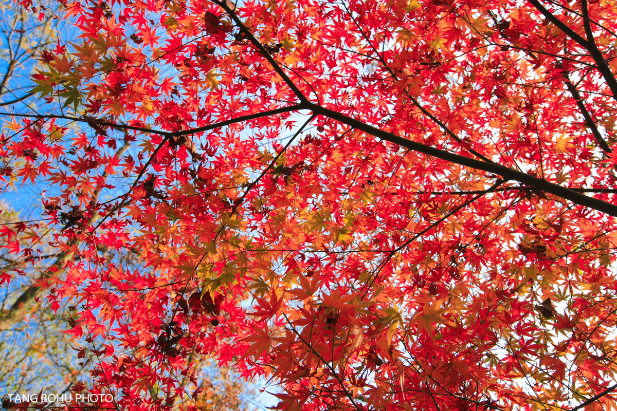 Colorful maple leaves