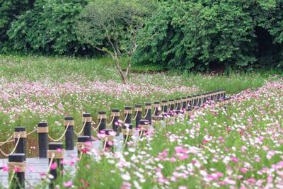 Haizhu National Wetland Park