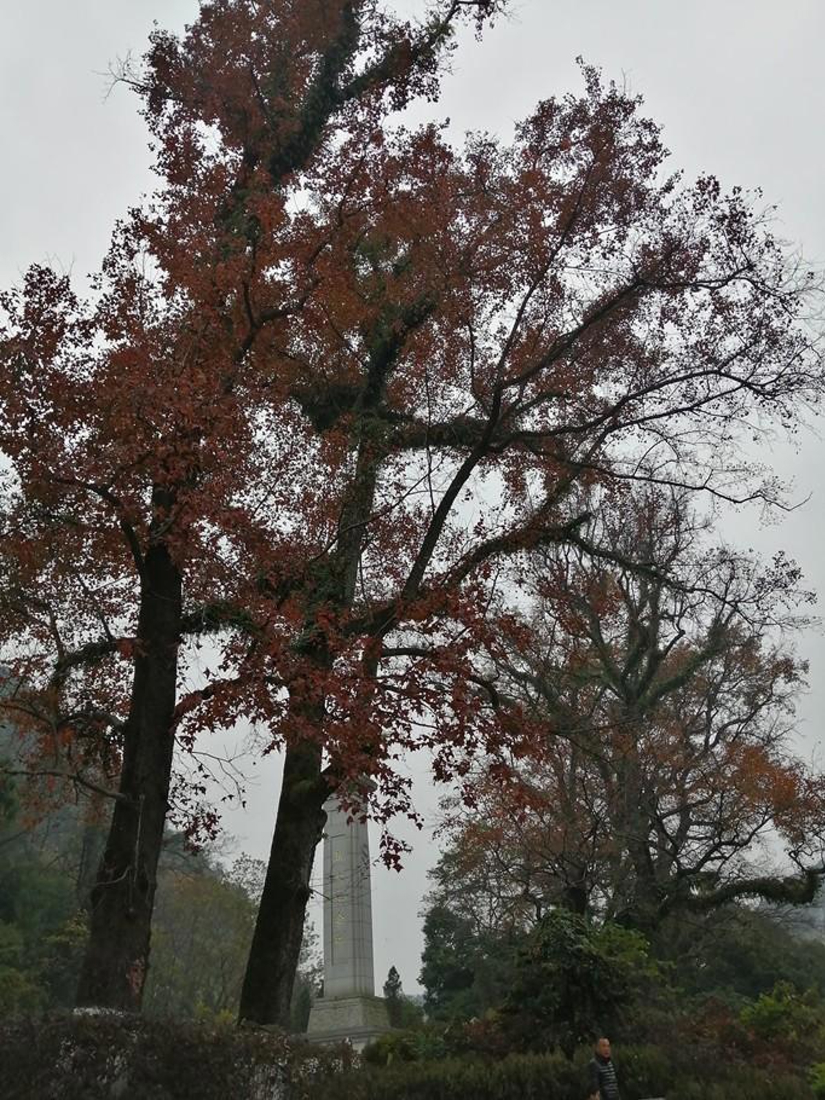 Red maple trees at martyrs memorial