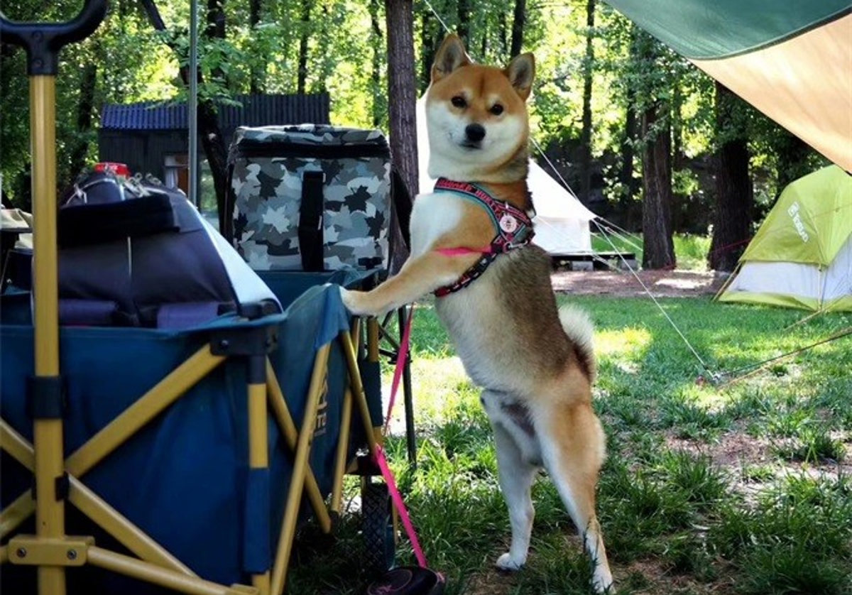 Evening at the campsite