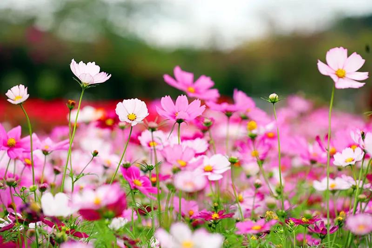 Gesang flower fields at Sanya Rice National Park