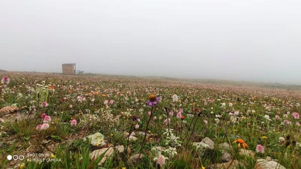 Wildflowers in bloom