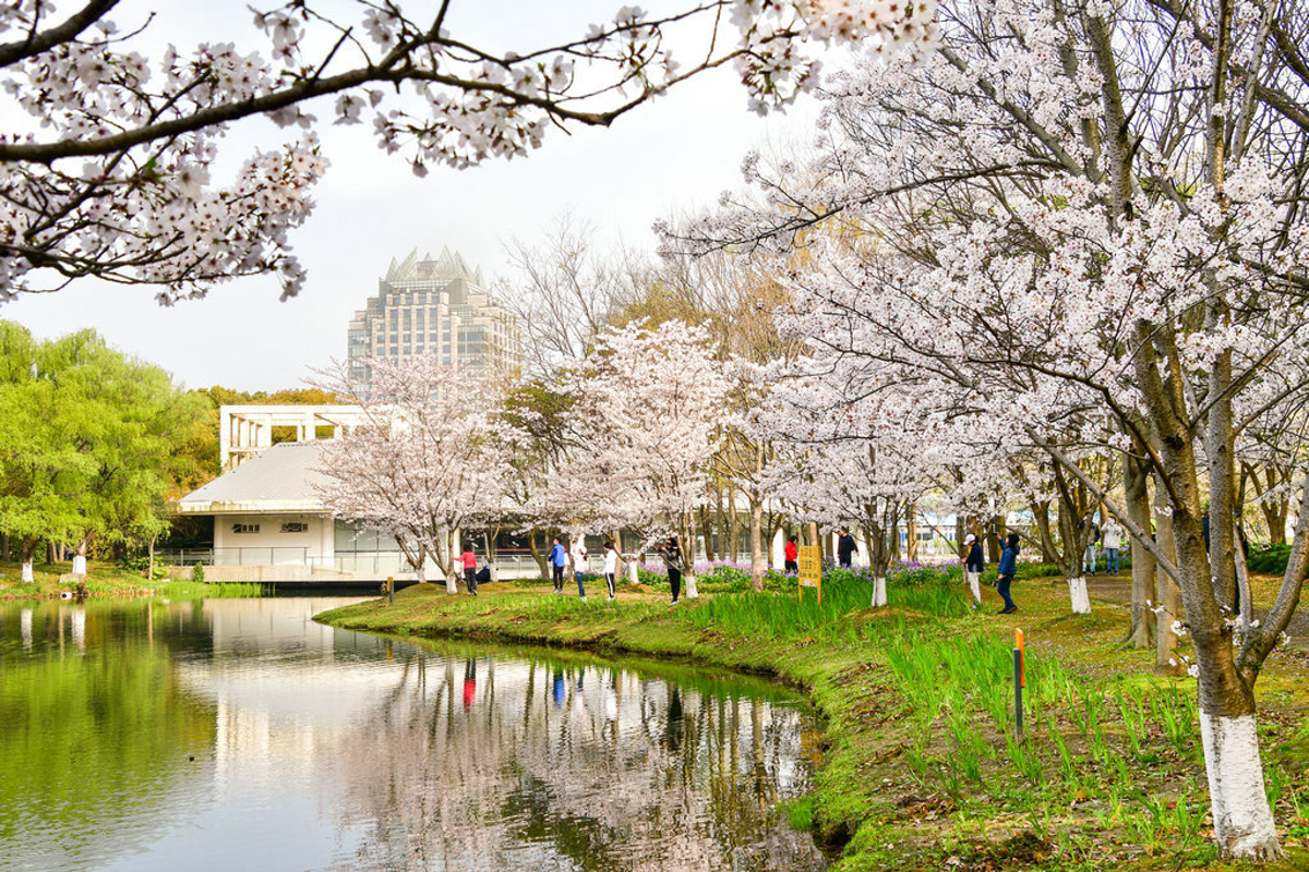 Evening light on cherry blossoms