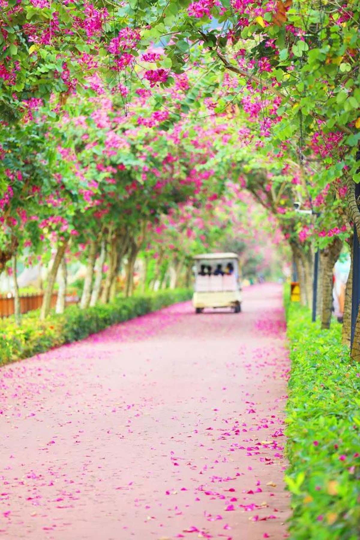 Bauhinia canopy overhead