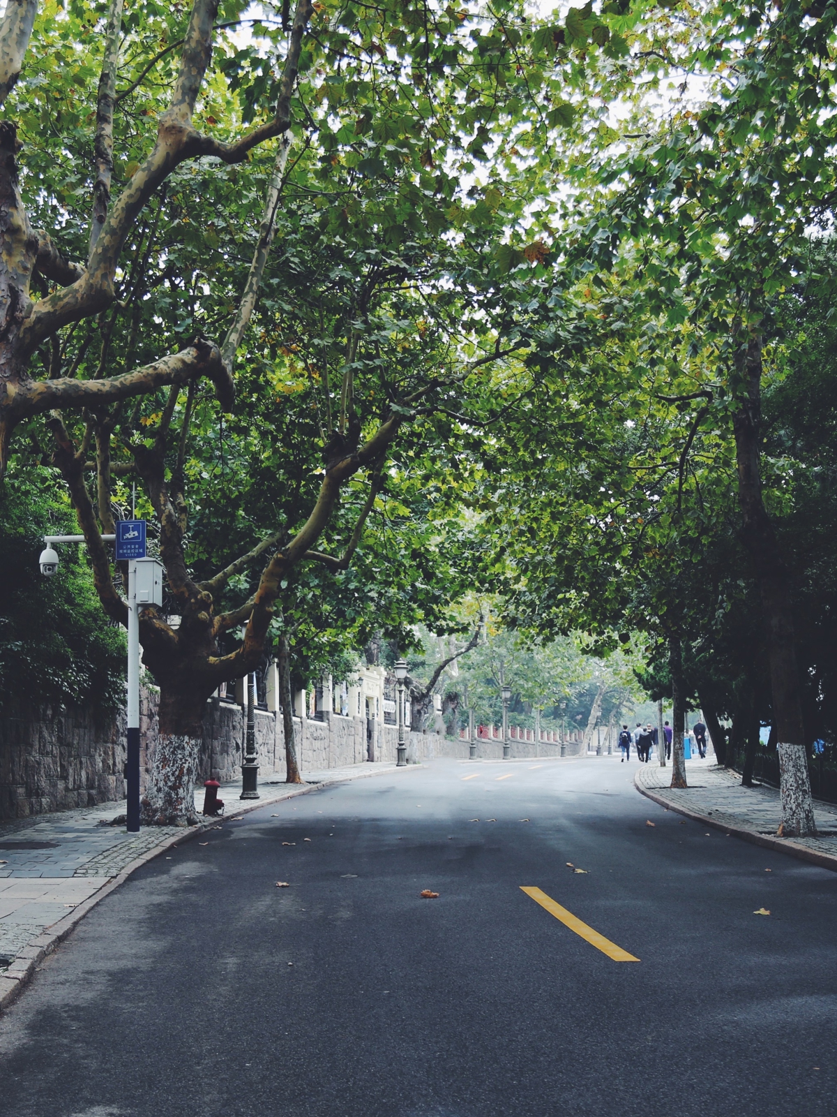 Tree-lined street