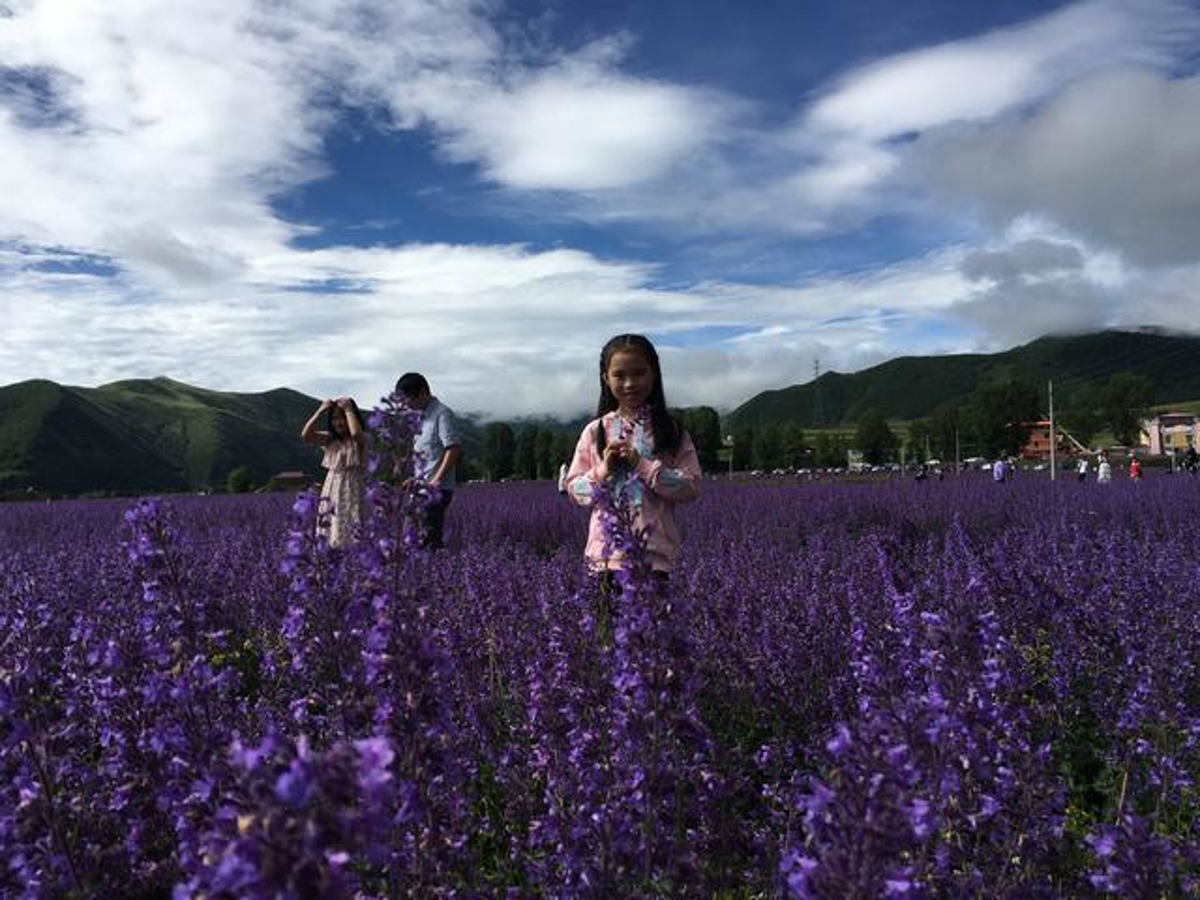 Xinduqiao lavender field
