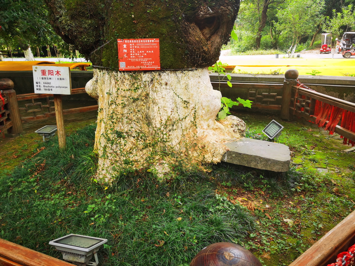 Ancient Tree Swallowing Stele