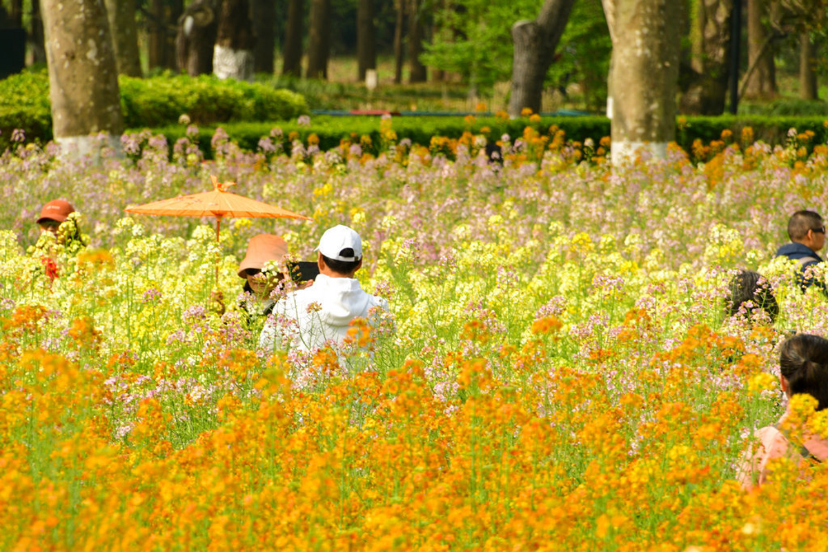 Close-up of multicolored rapeseed flowers