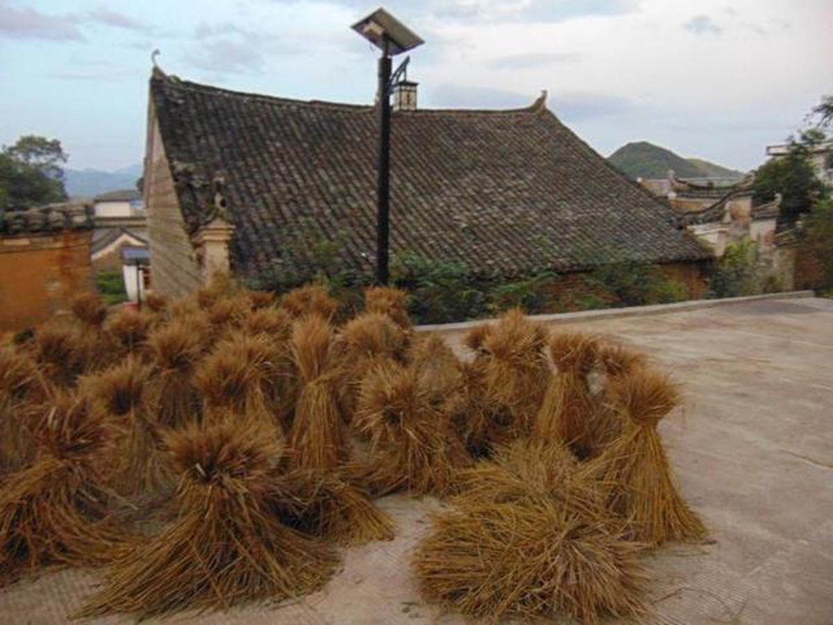 Villagers drying rice