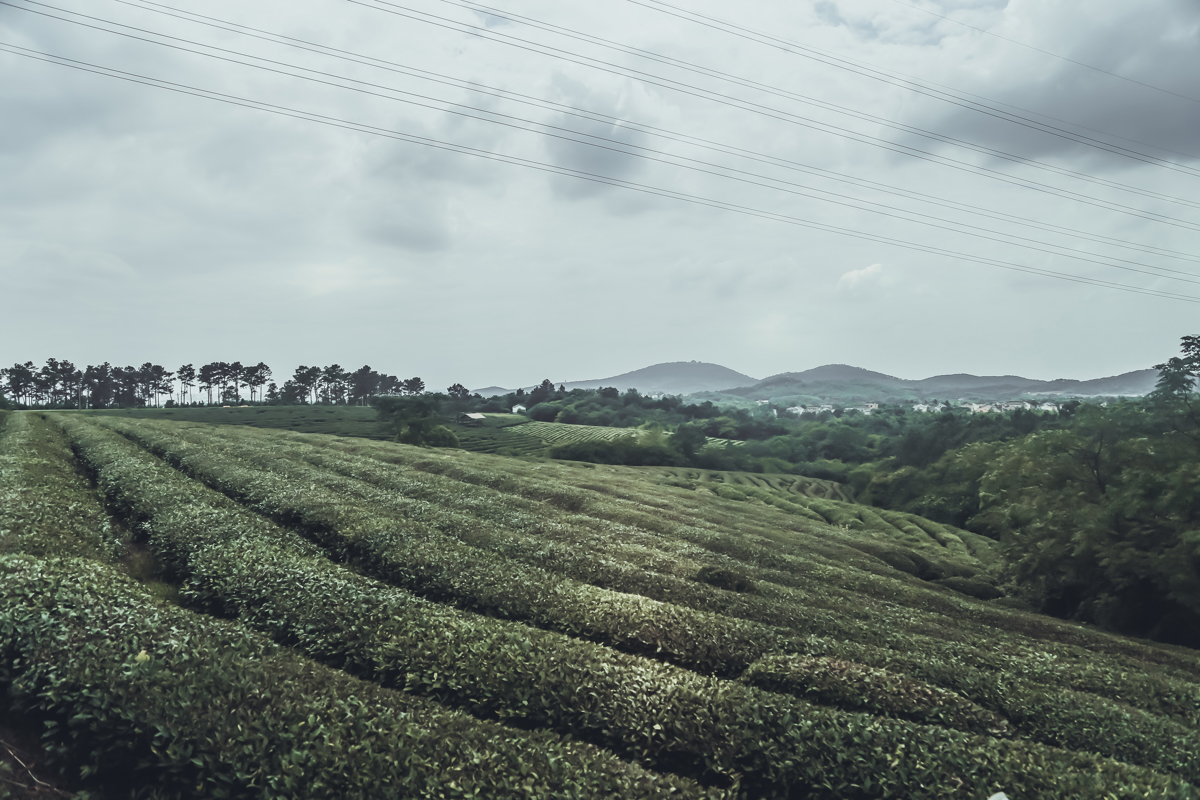 Chunqing Tea Garden